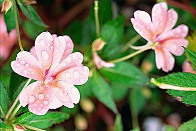 米哈游《崩坏：星穹铁道》PS5版玩家数突破100万